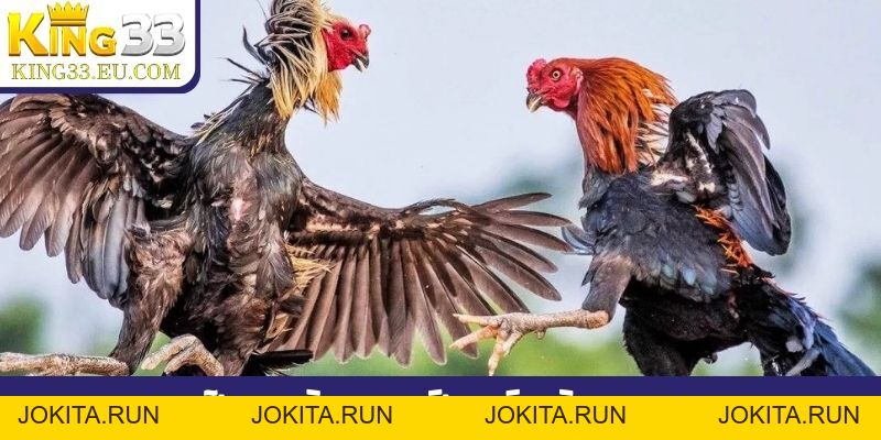 Đá gà King33 - Trực tiếp đá gà ăn tiền trên mạng hôm nay - JOKITA