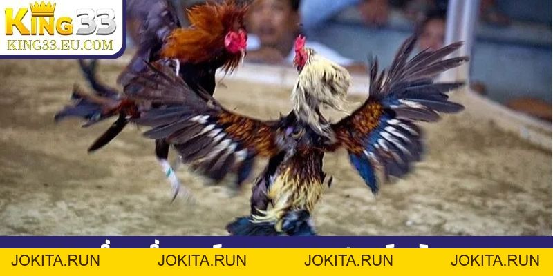 Đá gà WS168 chuyên cựa sắt Thomo, trực tiếp miễn phí hôm nay - JOKITA