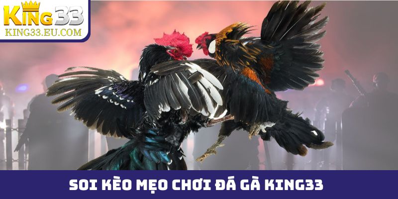 Mẹo chơi đá gà King33 - Kỹ thuật soi kèo chiến kê thần sầu - JOKITA